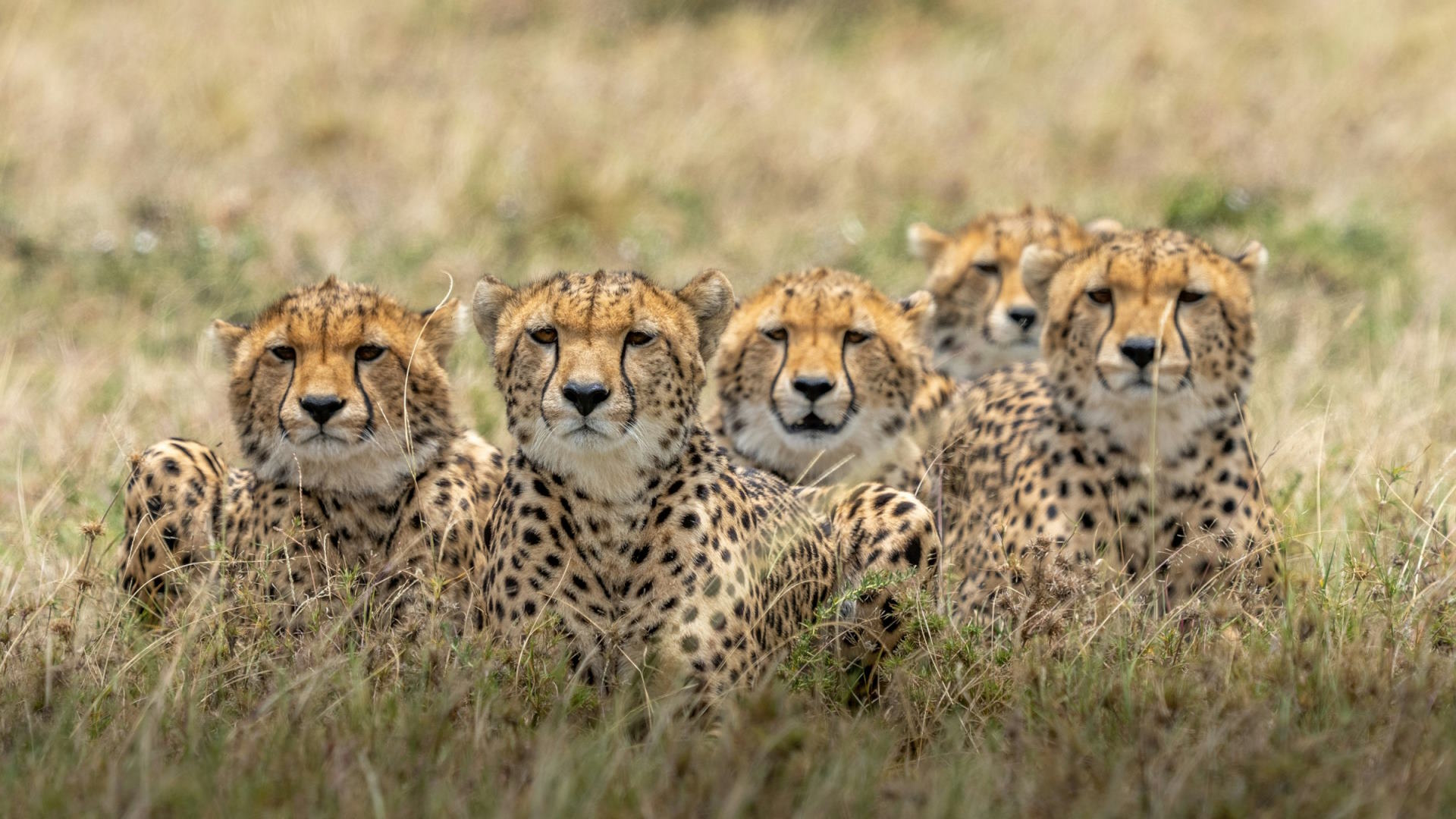 Leopardos en Kenia