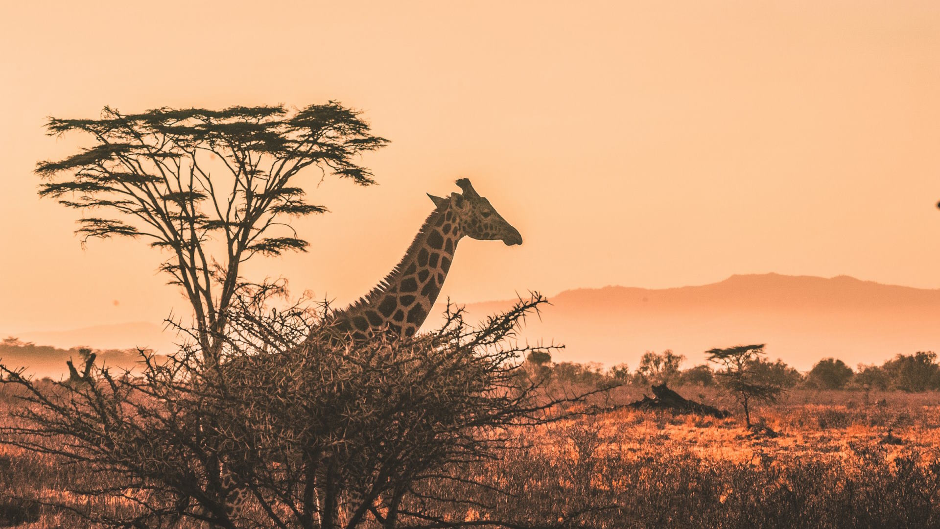 Jirafa en Kenia