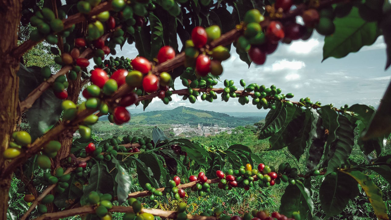 Paisajes del Eje Cafetero